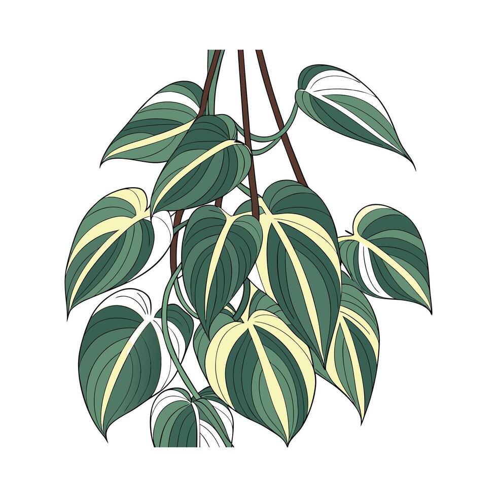 Beautiful Philodendron Brasil on Bright White Background vector