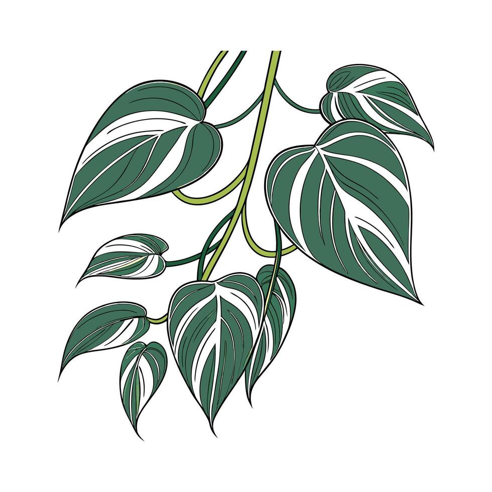 Gorgeous Philodendron Brazil on Bright White Canvas vector