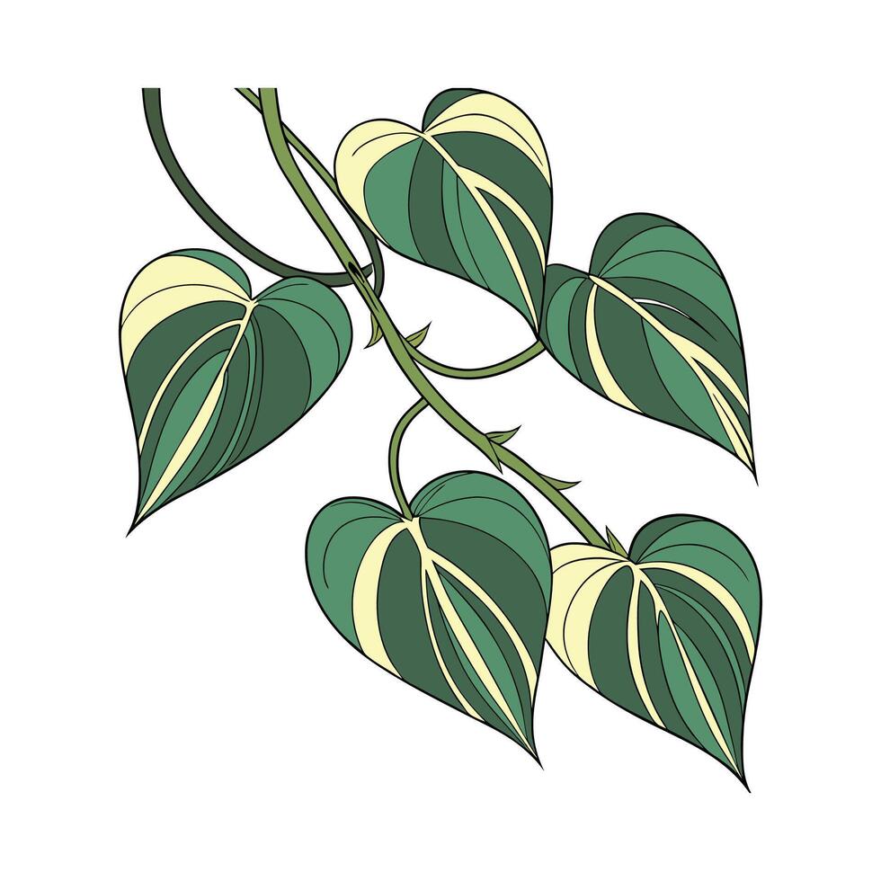 Vibrant Philodendron Brazil on Bright White Surface vector