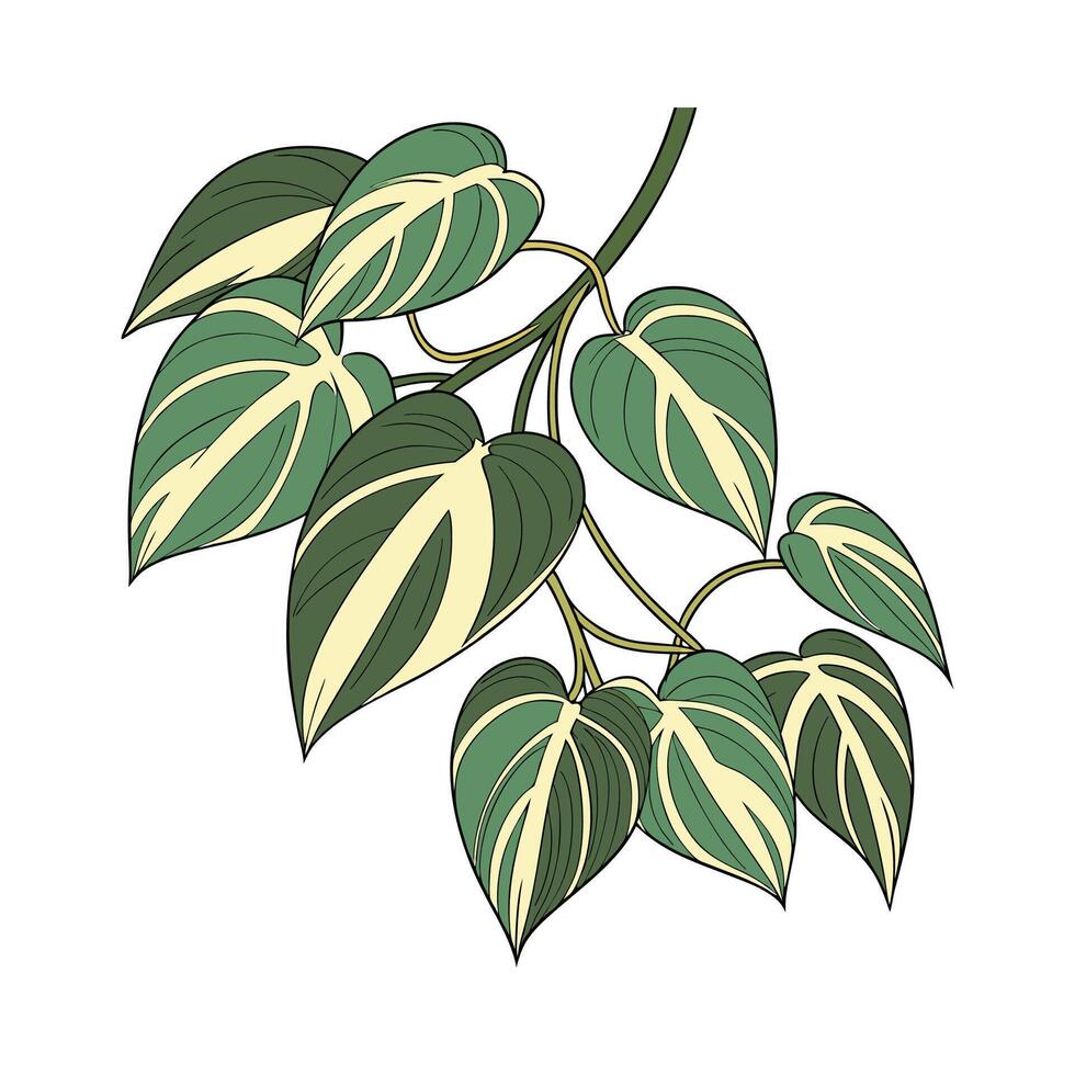 Charming Philodendron Brasil Displayed on Clean White vector