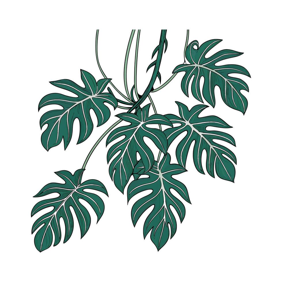 Elegant Philodendron Minima on Bright White Surface vector