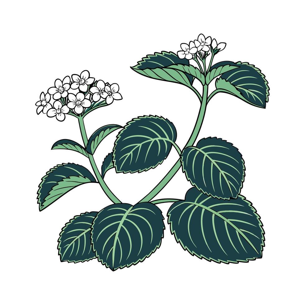 Gorgeous Peperomia on Clean White Canvas vector