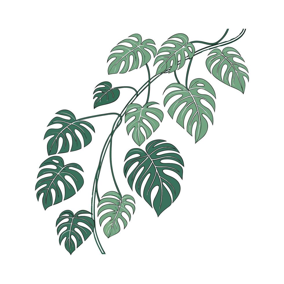 Stunning Philodendron Minima on Clean White Surface vector