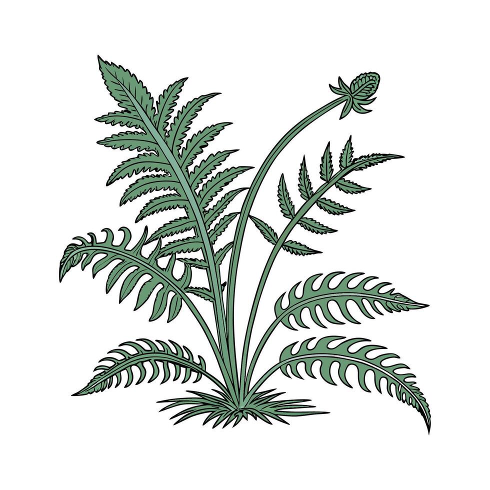 Elegant Phlebodium on Clean White Surface vector