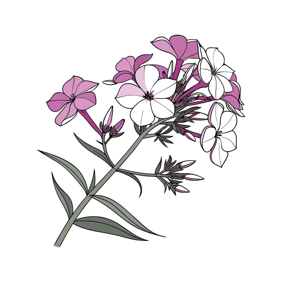 Vibrant Phlox Displayed on Bright White vector