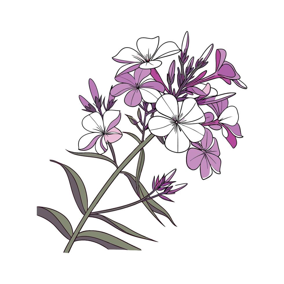 Stunning Phlox on Bright White Background vector