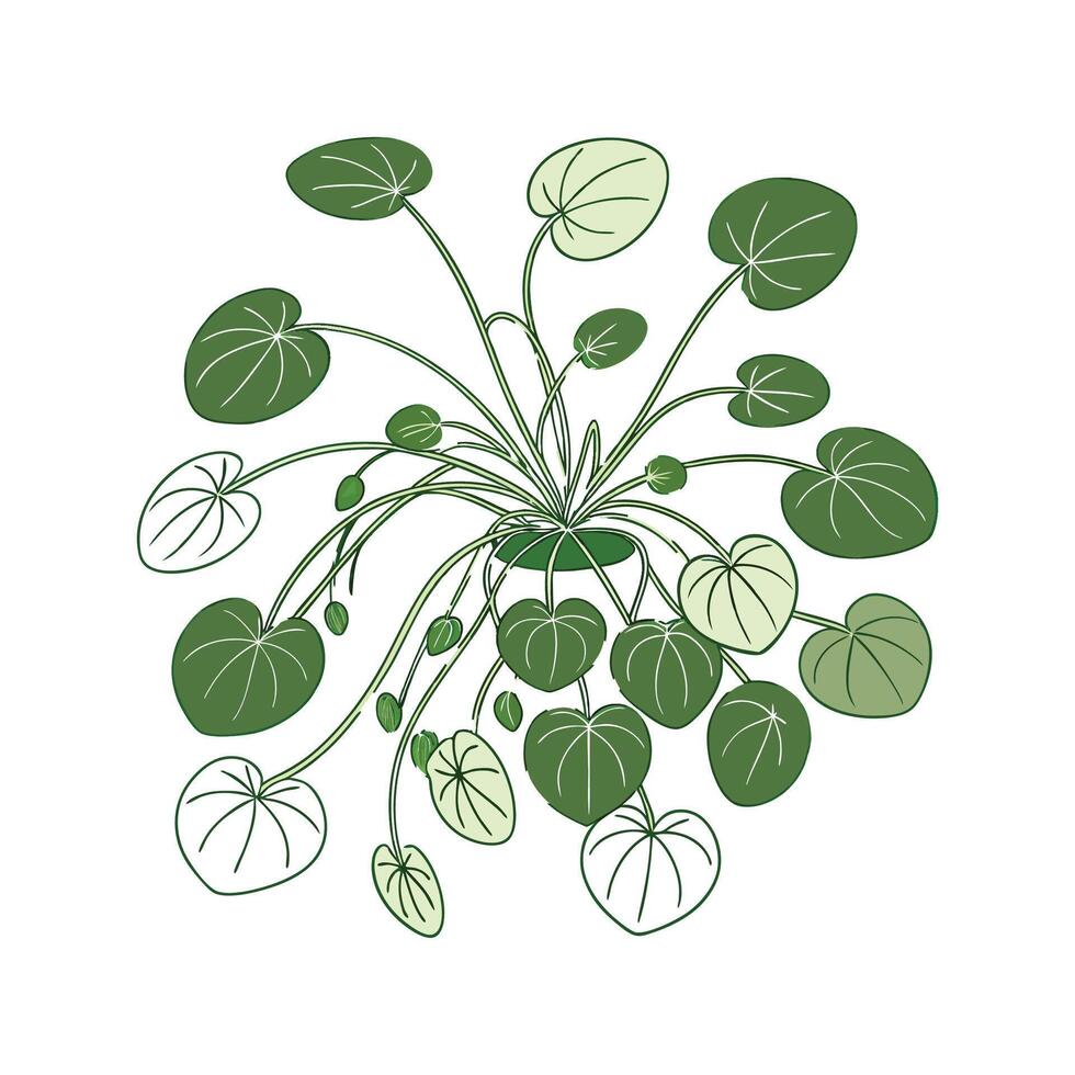 Gorgeous Pilea Peperomioides on Clean White Surface vector