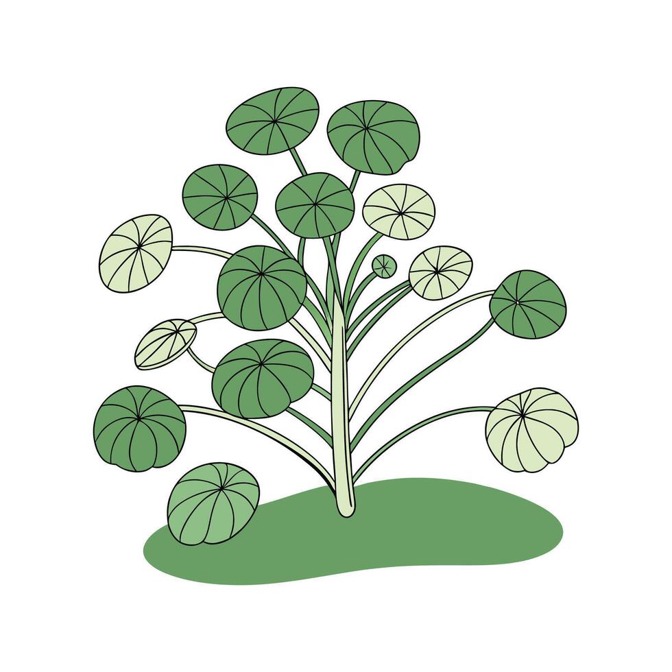 Beautiful Chinese Money Plant on Clean White Background vector