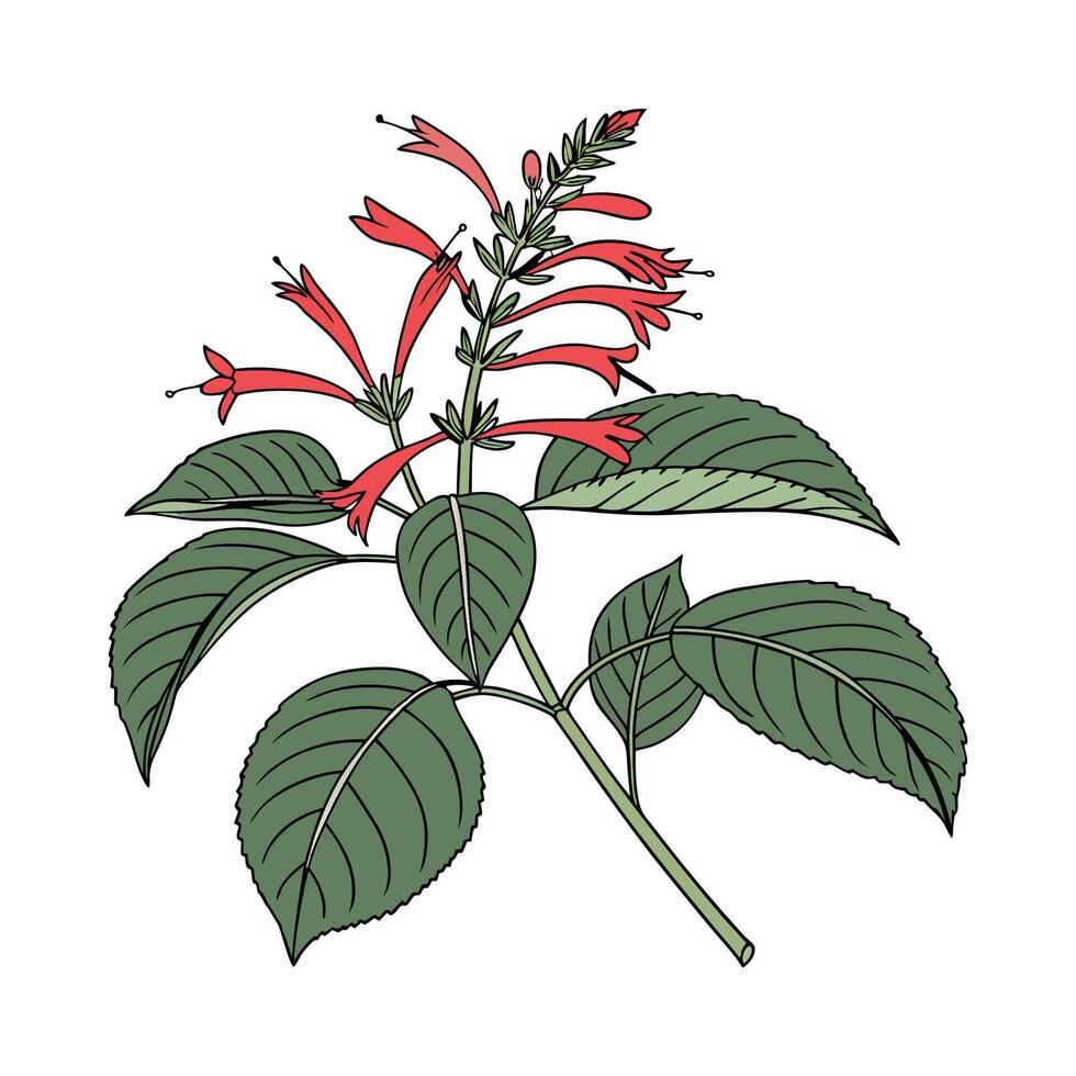 Charming Pineapple Sage on Bright White Background vector