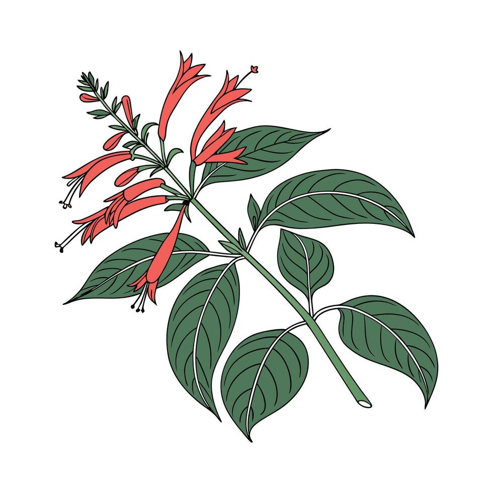 Stunning Pineapple Sage on Clean White Surface vector