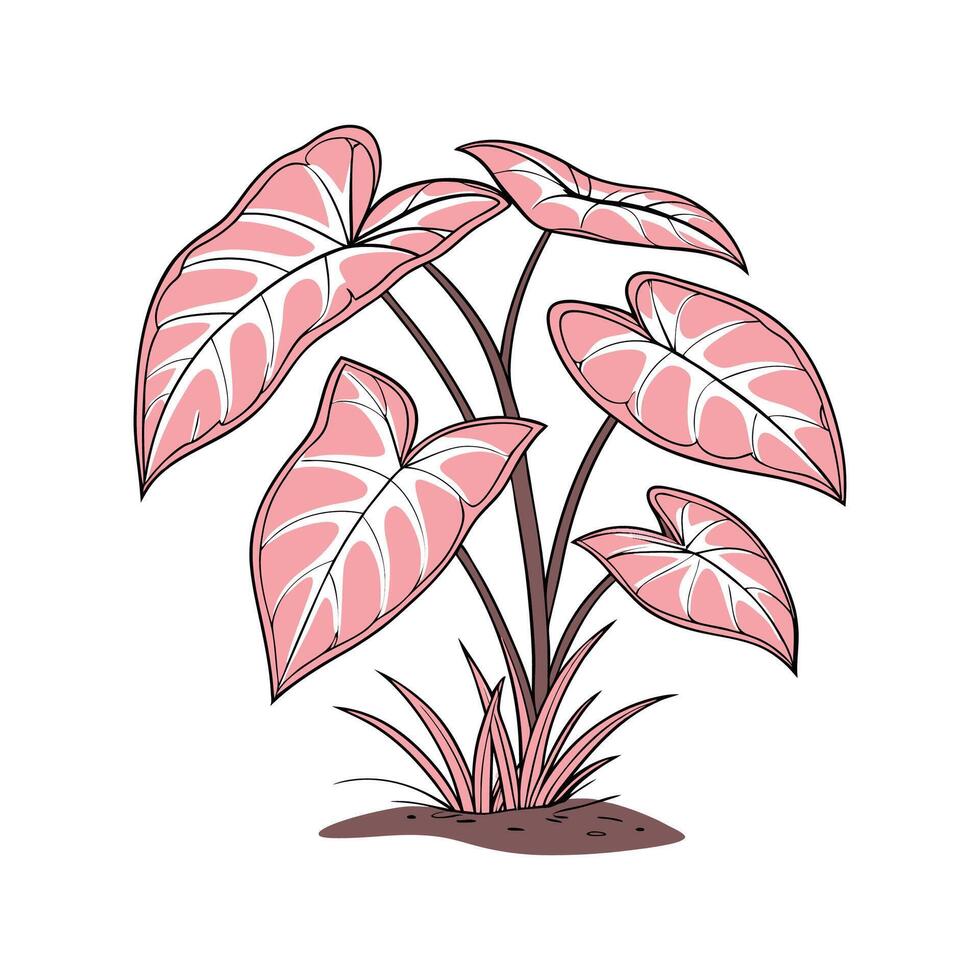 Beautiful Pink Syngonium on Clean White Background vector