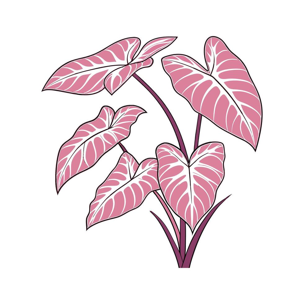 Vibrant Pink Syngonium on Bright White Surface vector