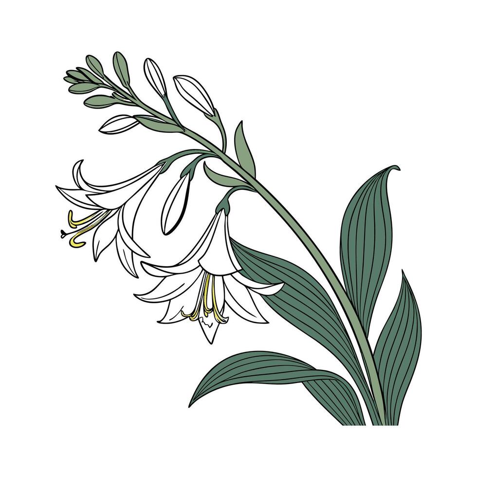 Stunning Plantain Lily on Clean White Background vector