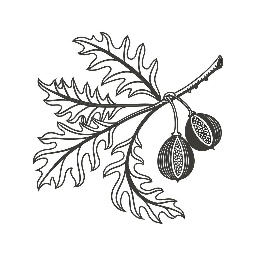 Elegant Platycerium on Clean White Surface vector