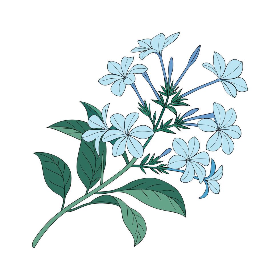 Charming Plumbago Auriculata on Bright White Canvas vector