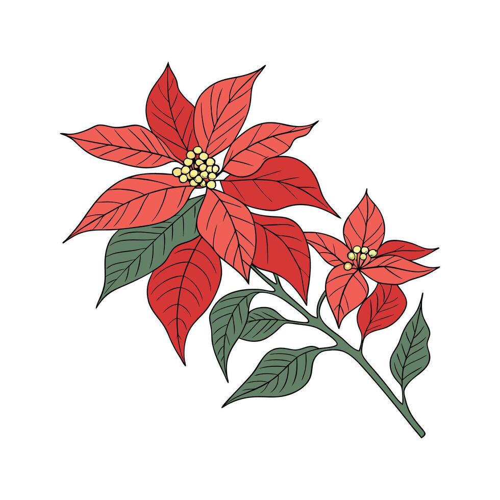 Elegant Poinsettia on Clean White Surface vector