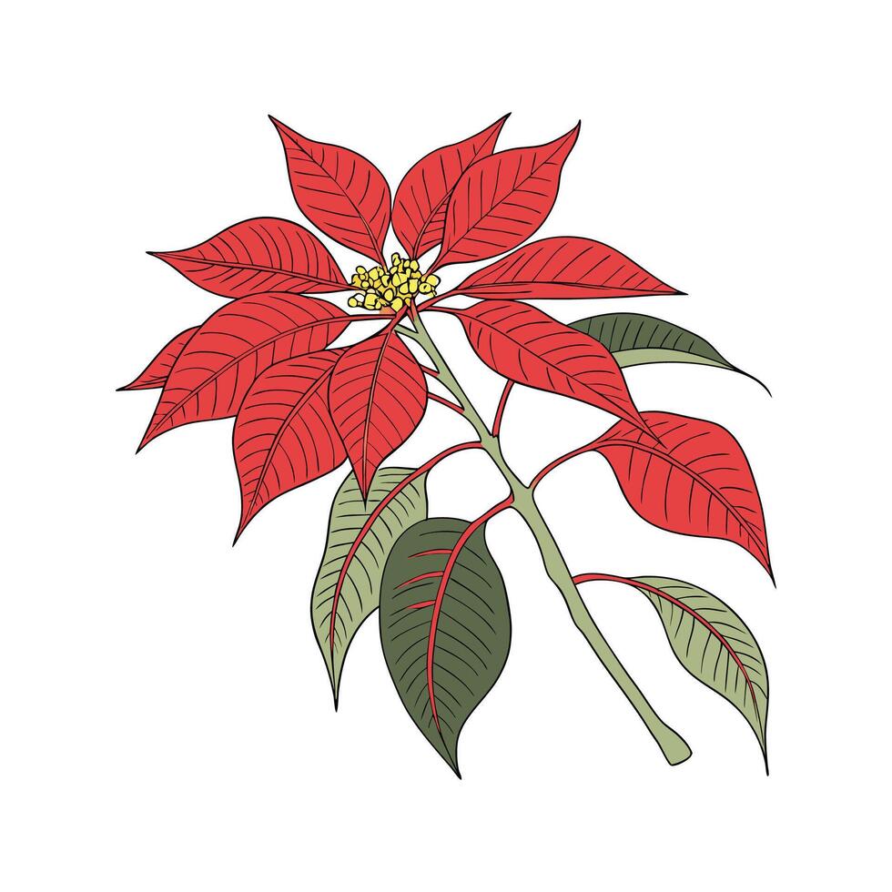Vibrant Poinsettia on Clean White Background vector