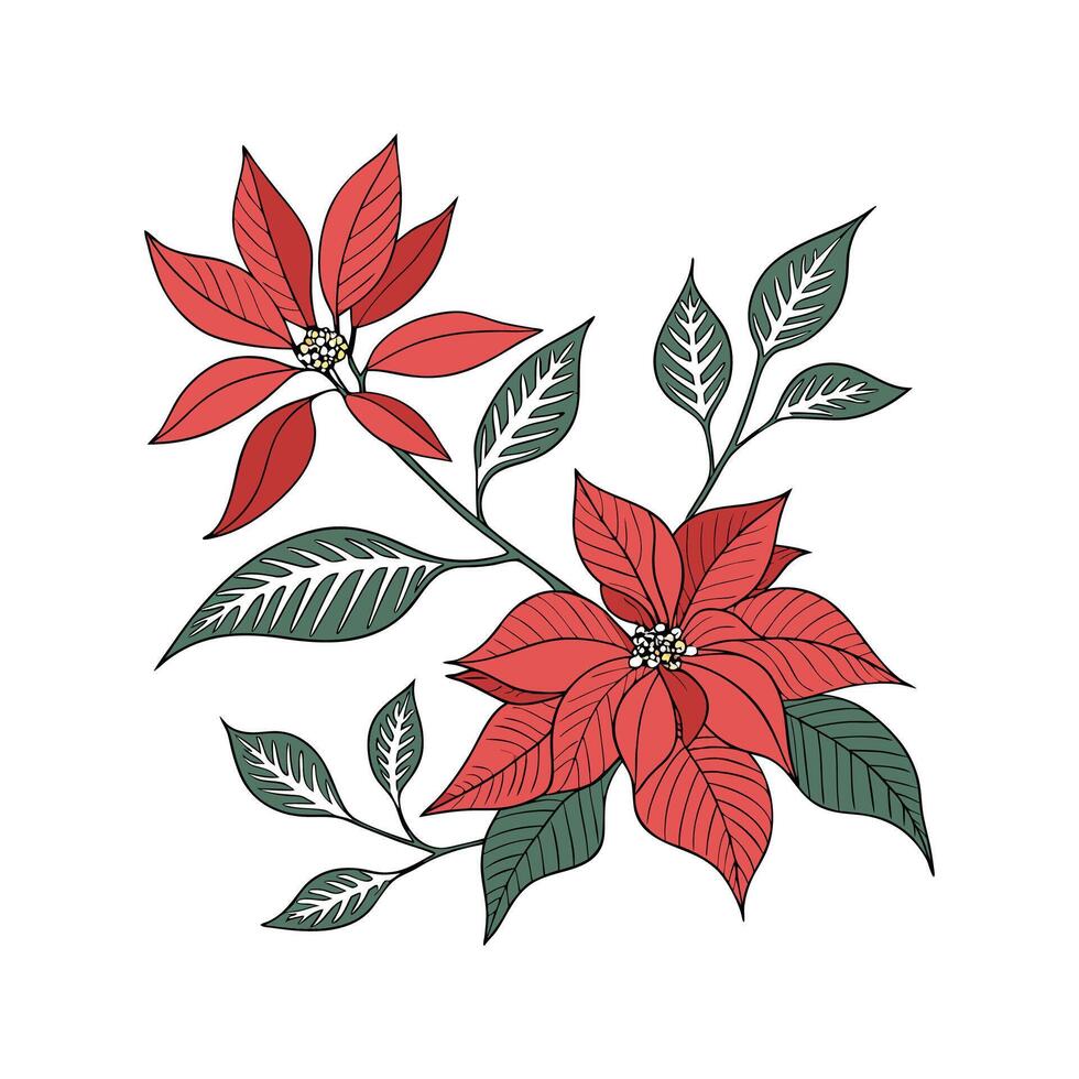 Stunning Poinsettia on Bright White Canvas vector