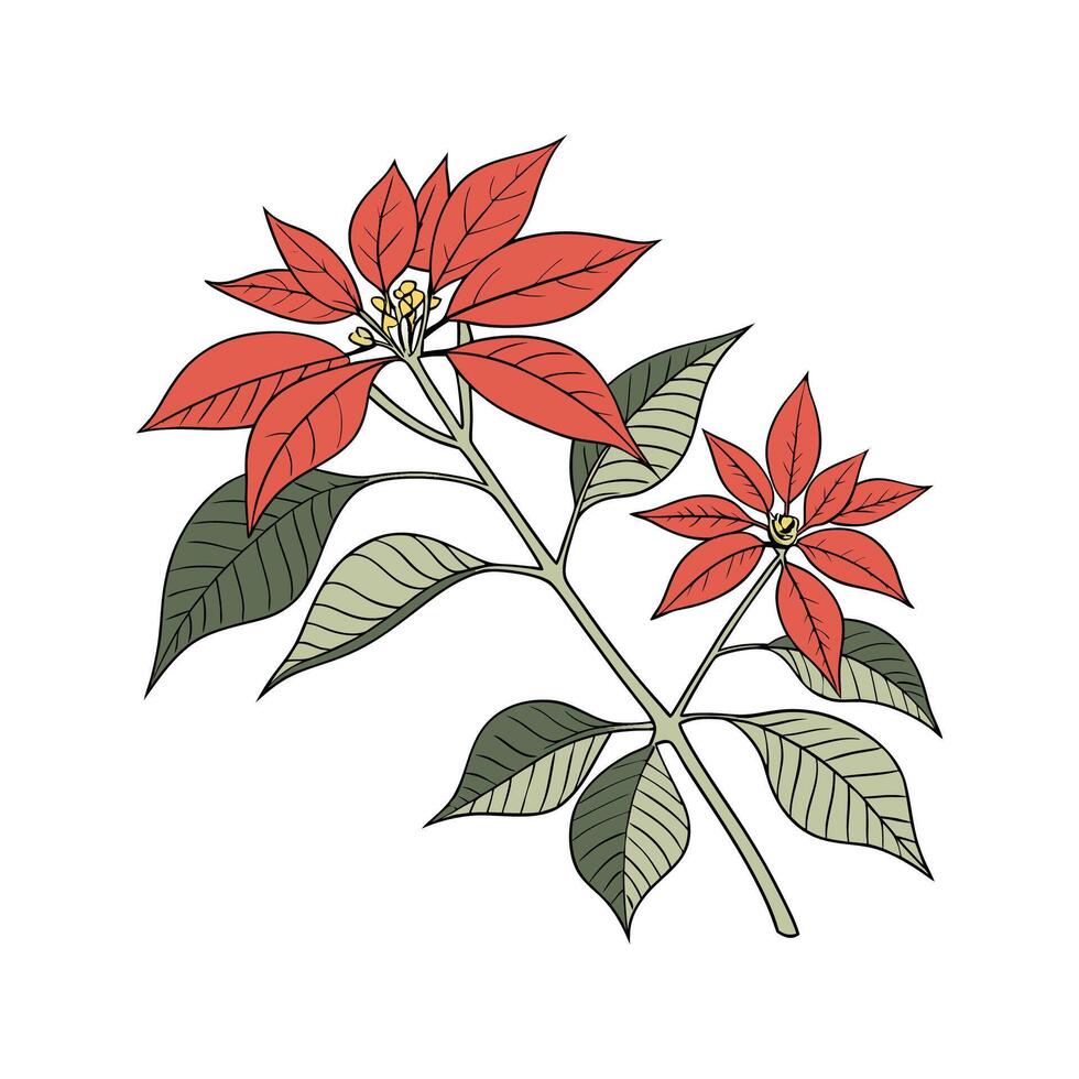 Charming Poinsettia on Clean White Surface vector