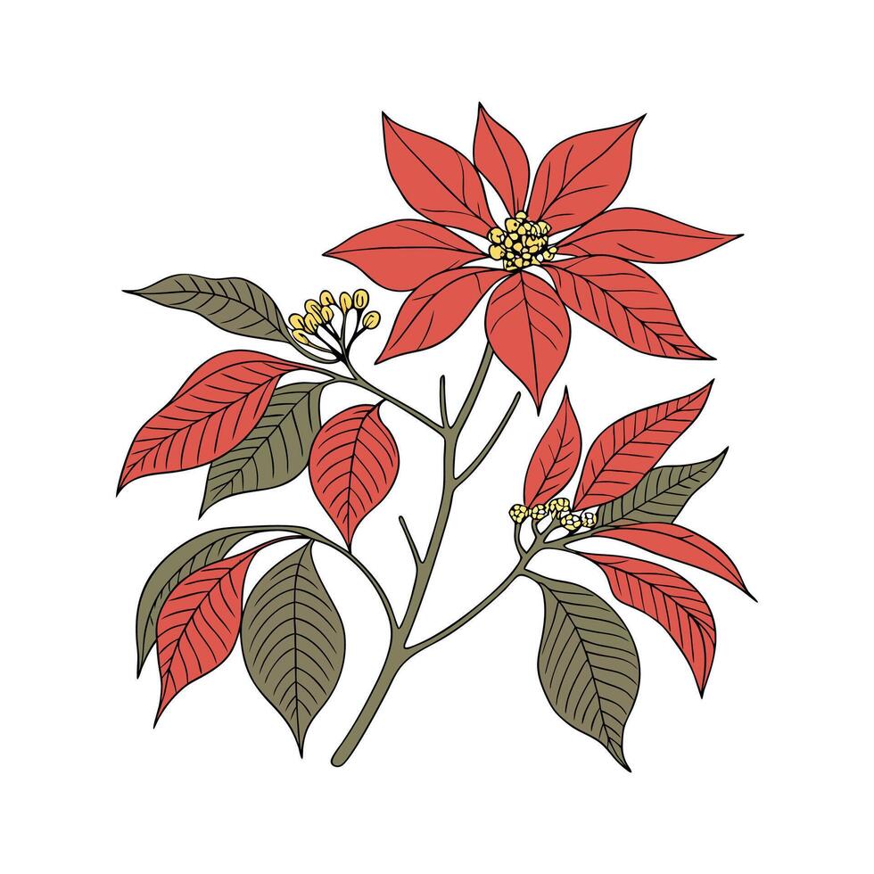 Elegant Poinsettia on Bright White Canvas vector