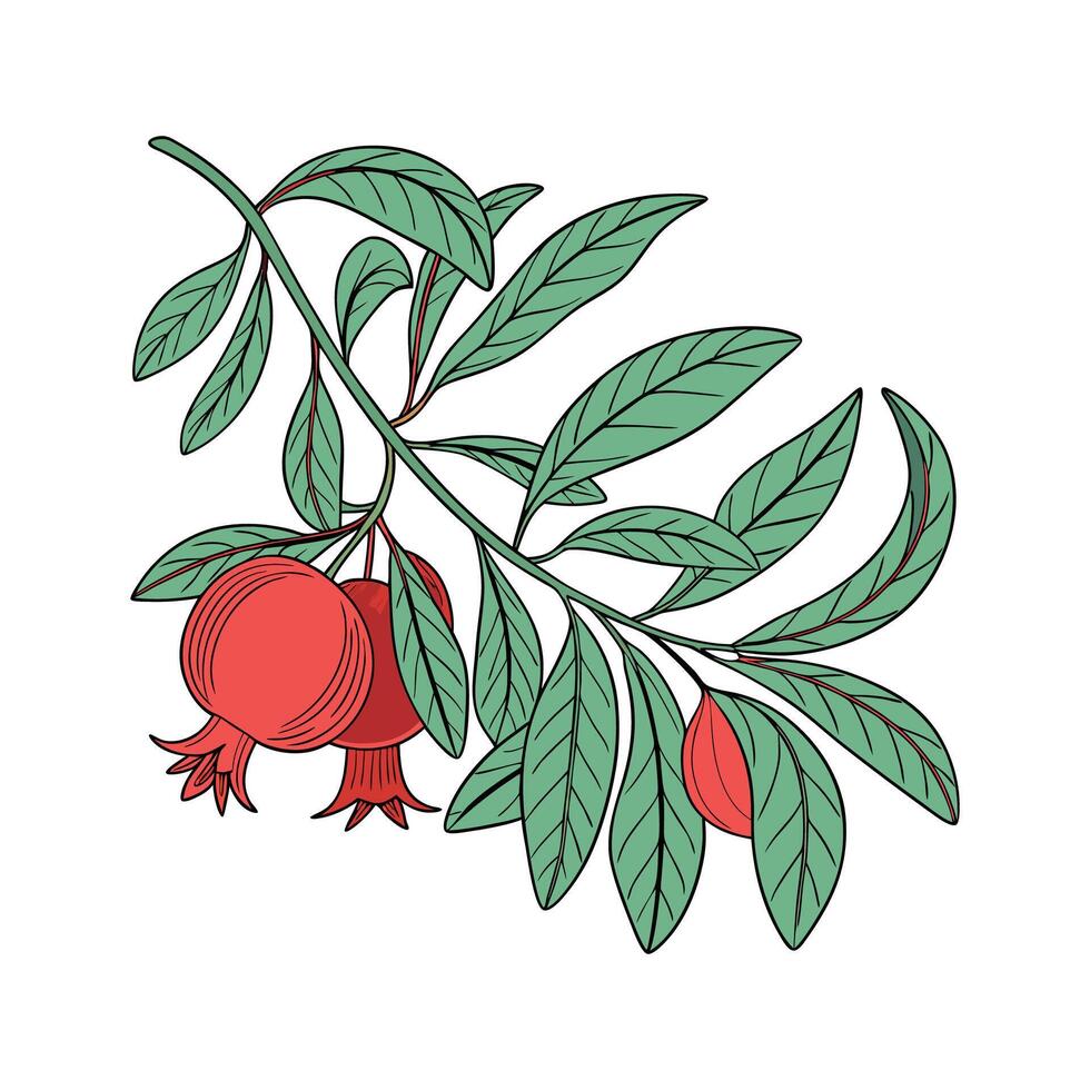 Elegant Pomegranate Plant on Bright White Canvas vector