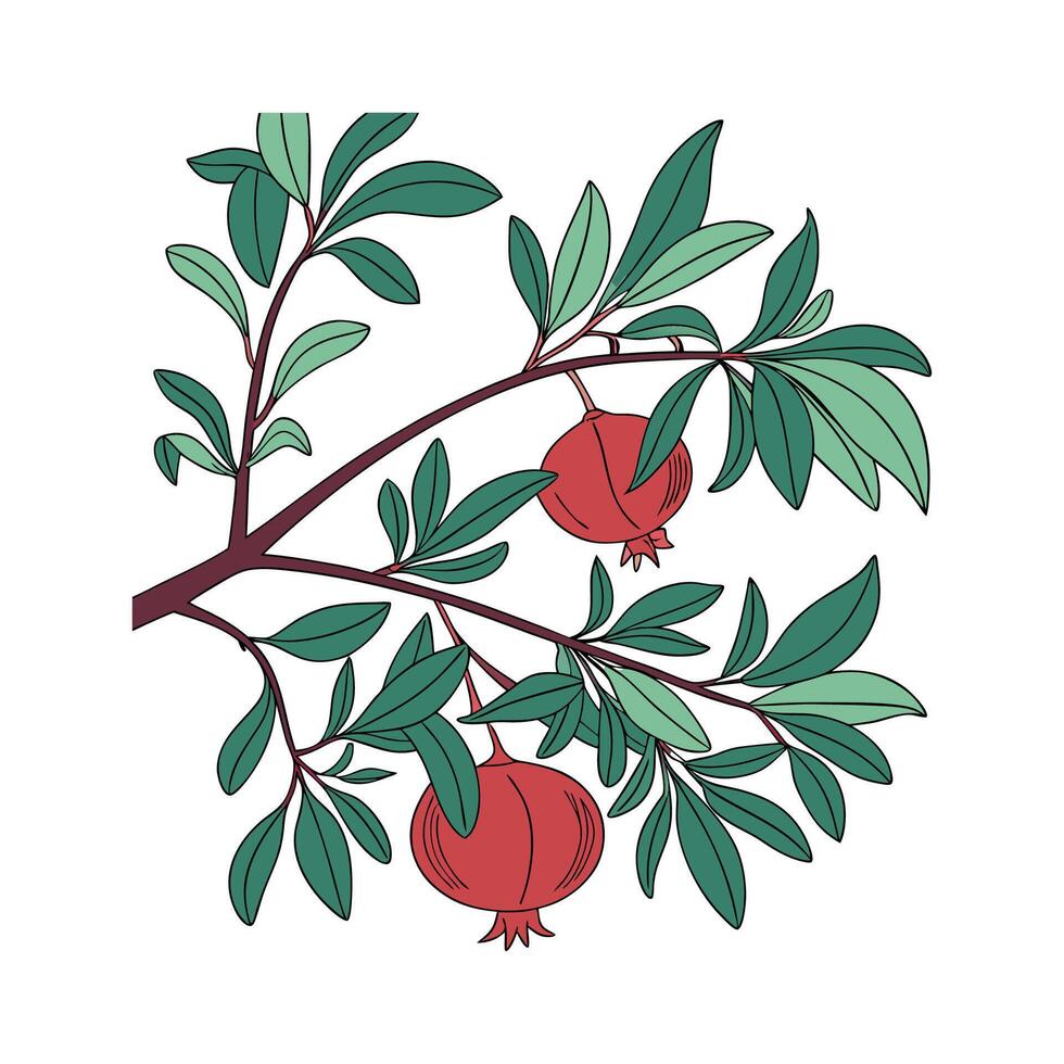 Vibrant Pomegranate Plant Displayed on Bright White vector