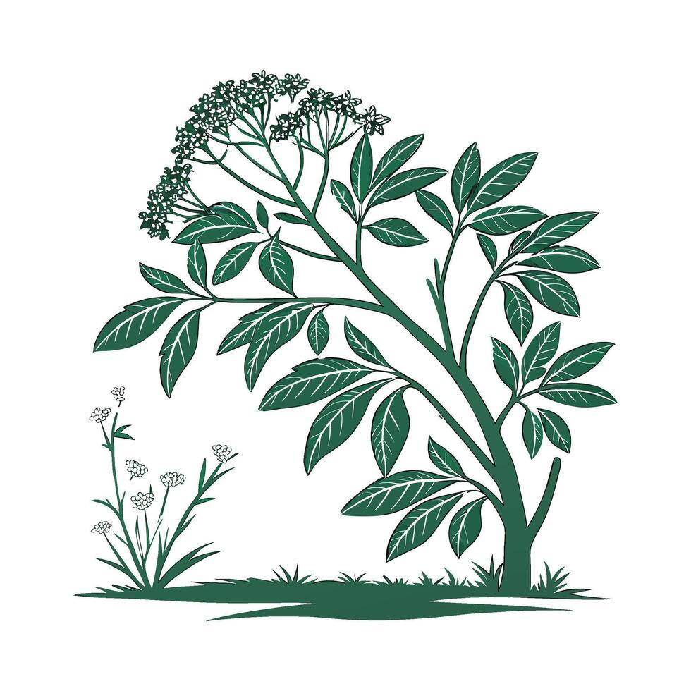Elegant Polyscias on Bright White Canvas vector