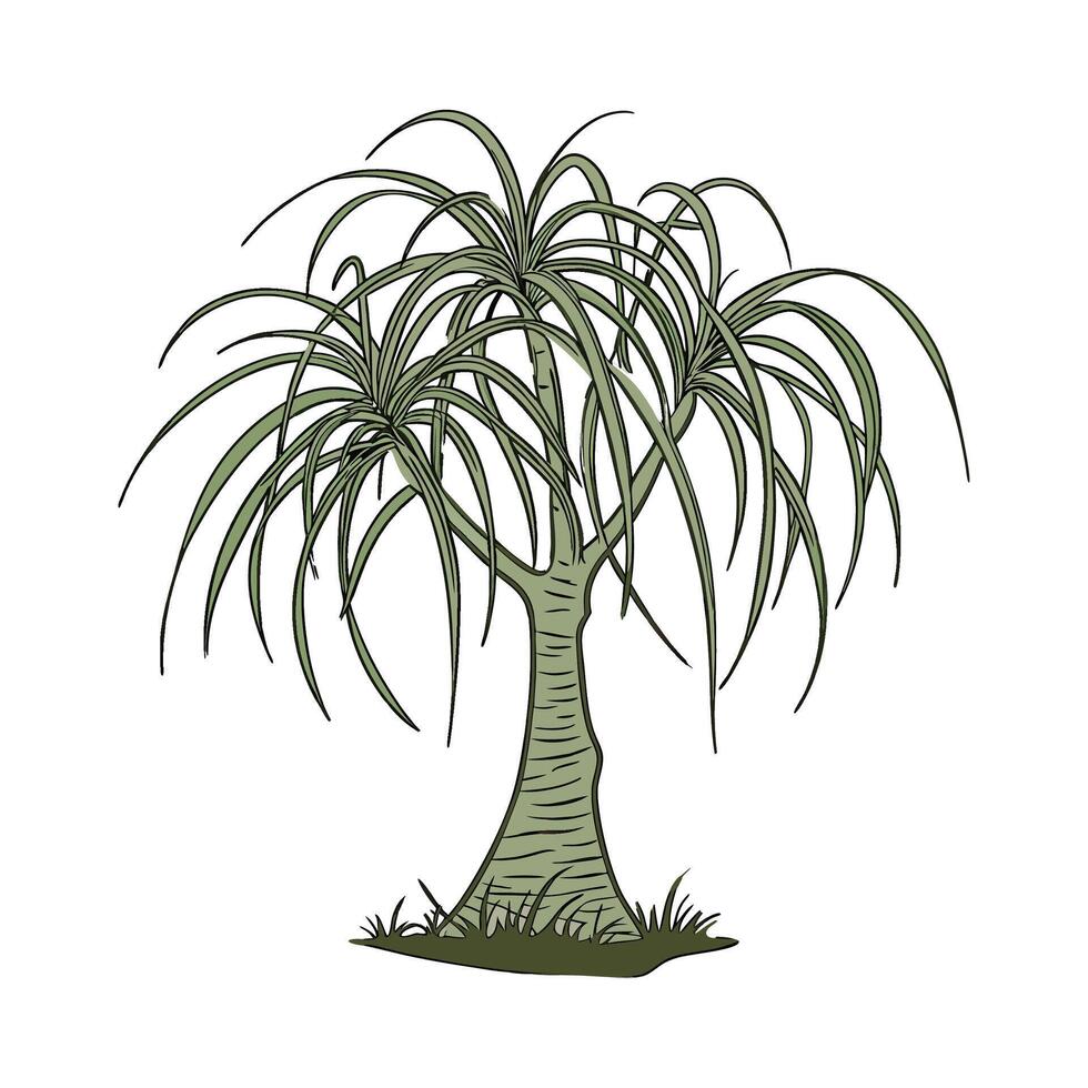 Stunning Ponytail Palm on Clean White Background vector