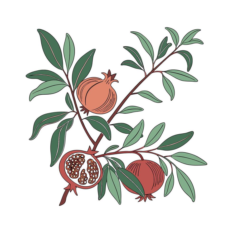 Charming Pomegranate Plant on Clean White Surface vector