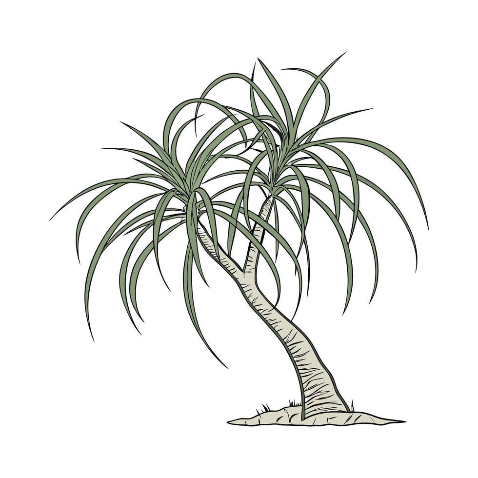 Stylish Ponytail Palm Illustration vector