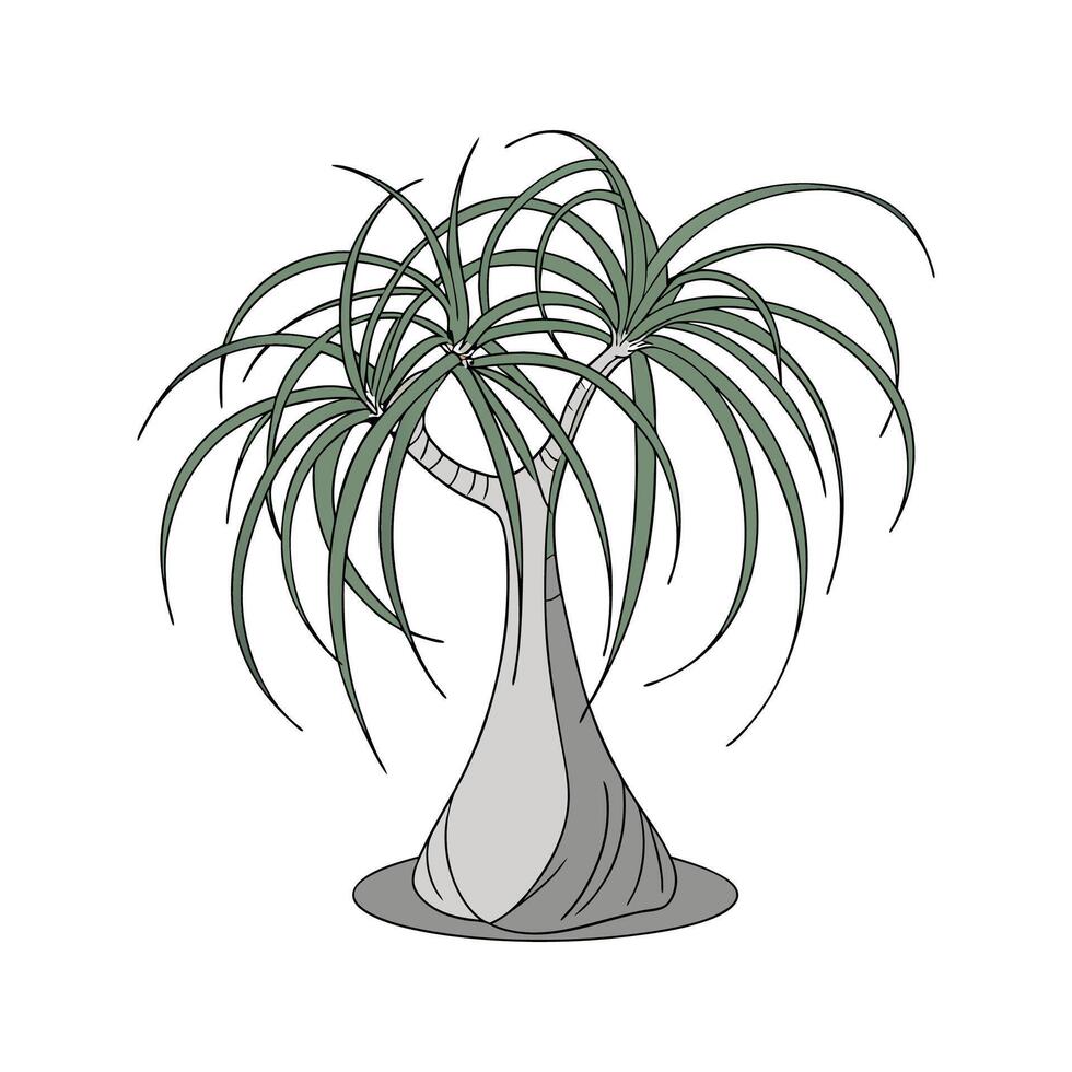 Distinctive Ponytail Palm Beaucarnea Recurvata Unique Design vector