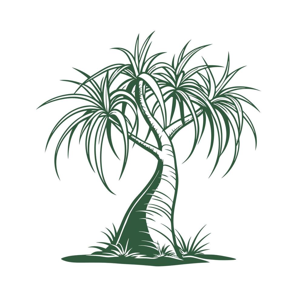 Distinctive Ponytail Palm Plant Illustration vector