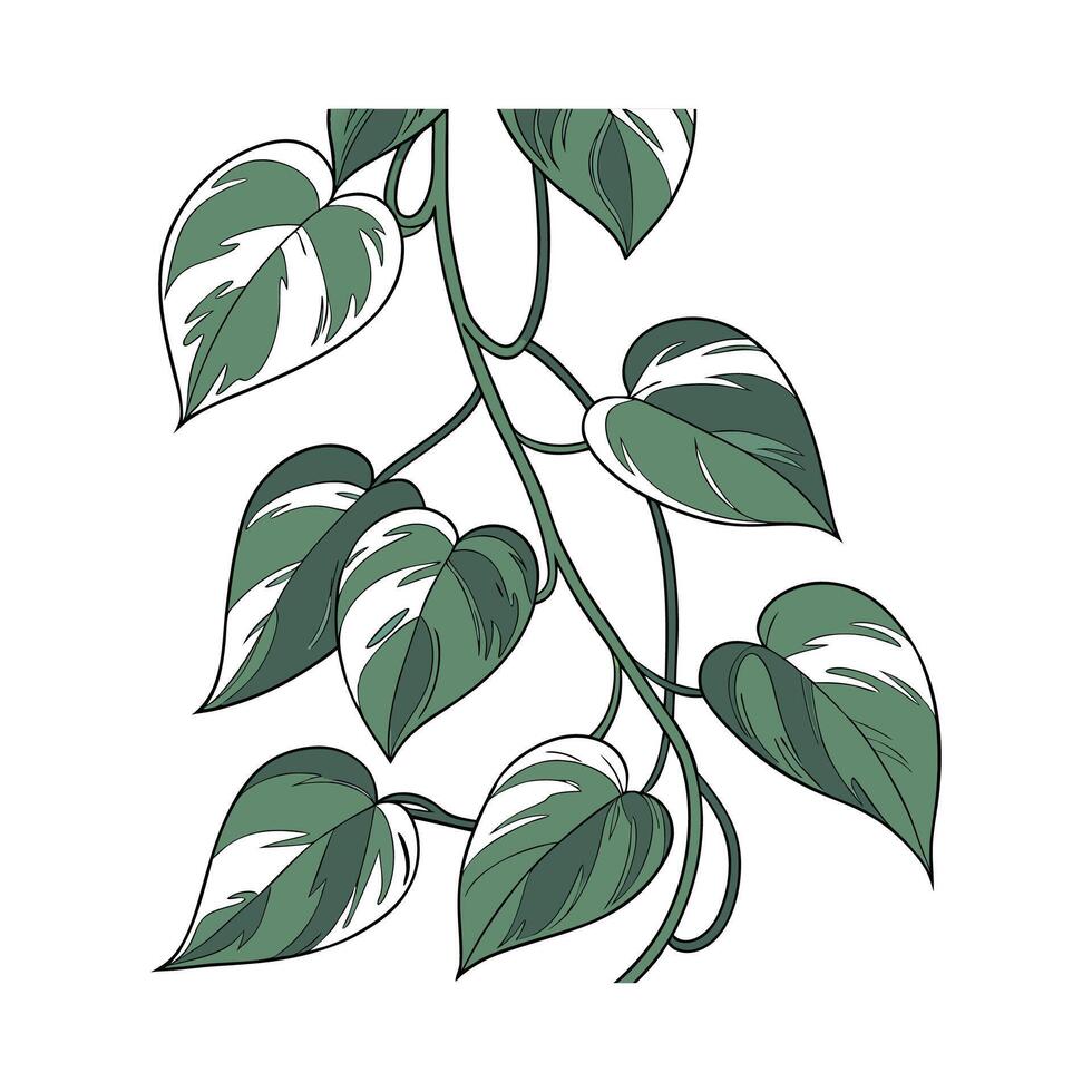 Stunning Jade Pothos on Clean White Background vector