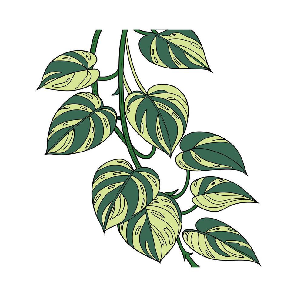 Charming Neon Pothos on Bright White Canvas vector