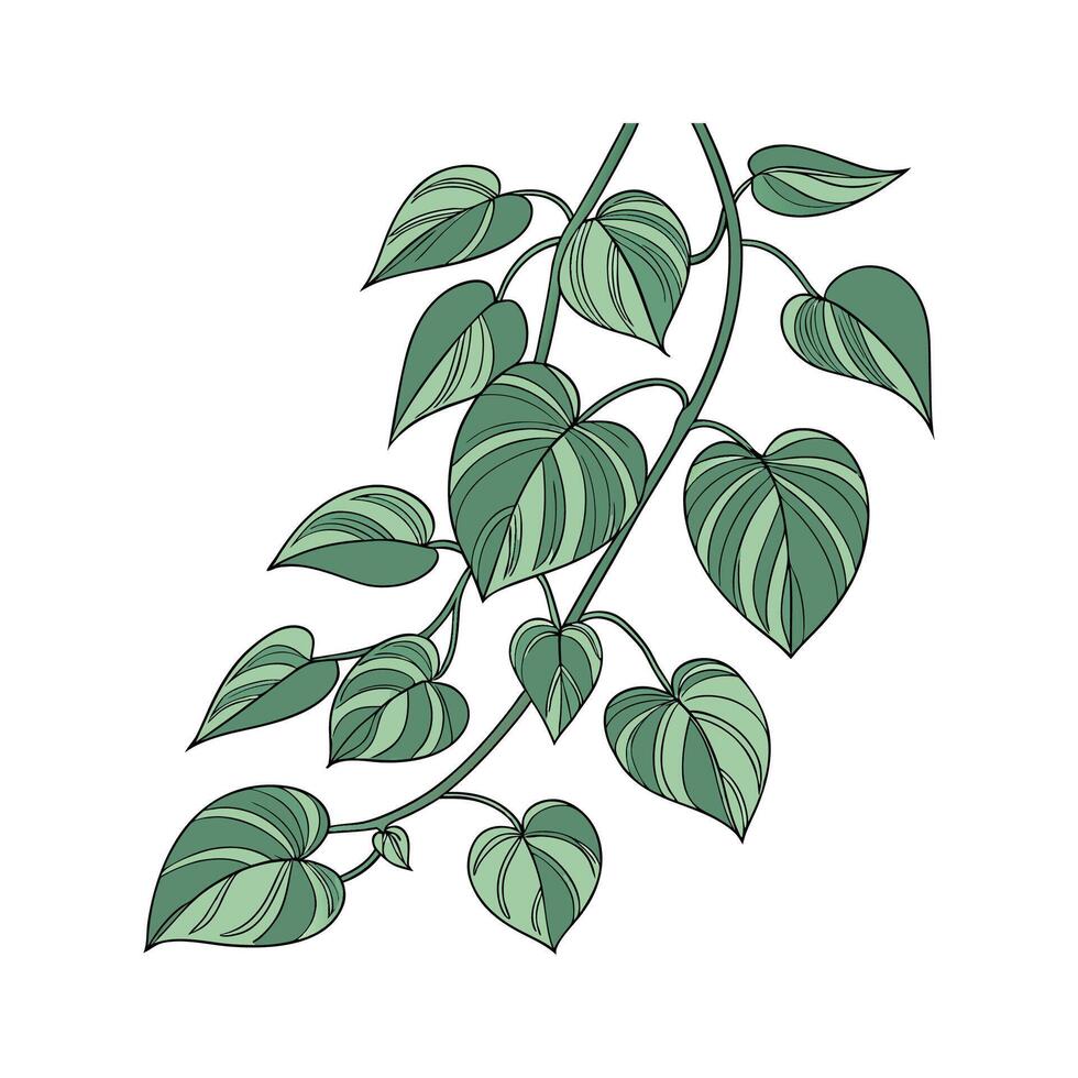 Vibrant Jade Pothos Displayed on Bright White vector