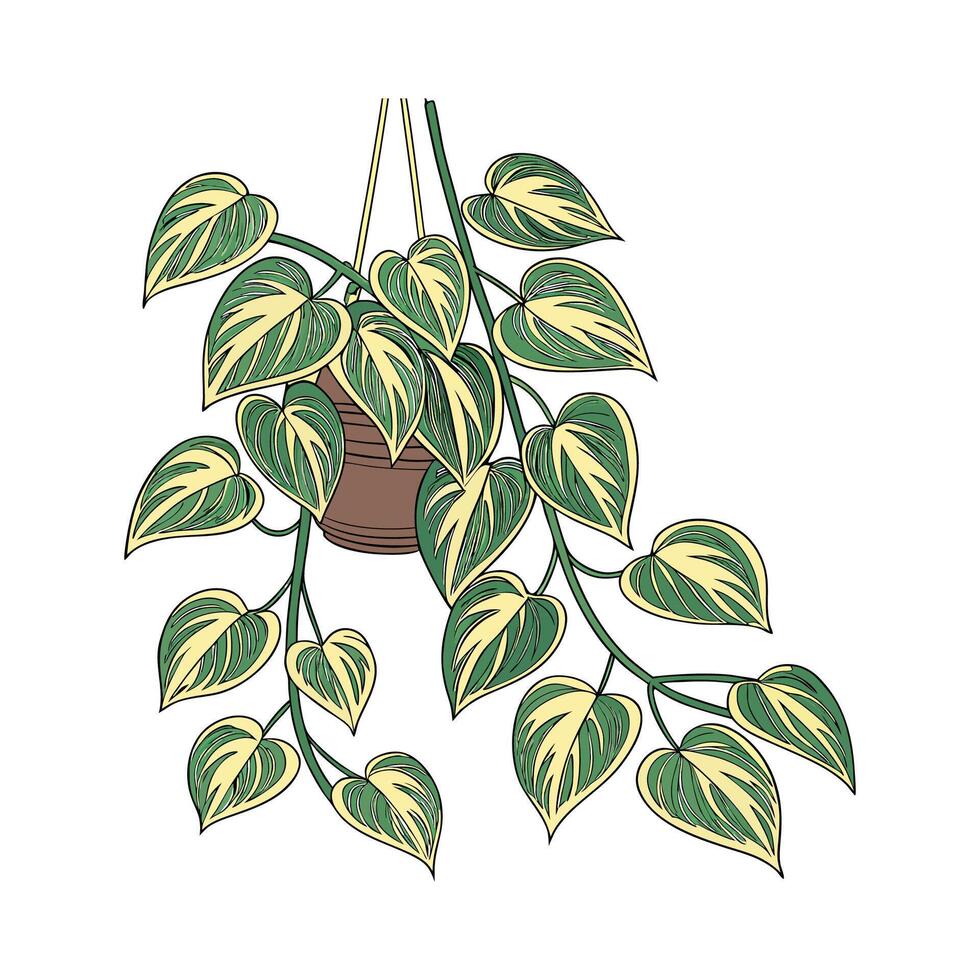 Charming Pothos on Clean White Surface vector