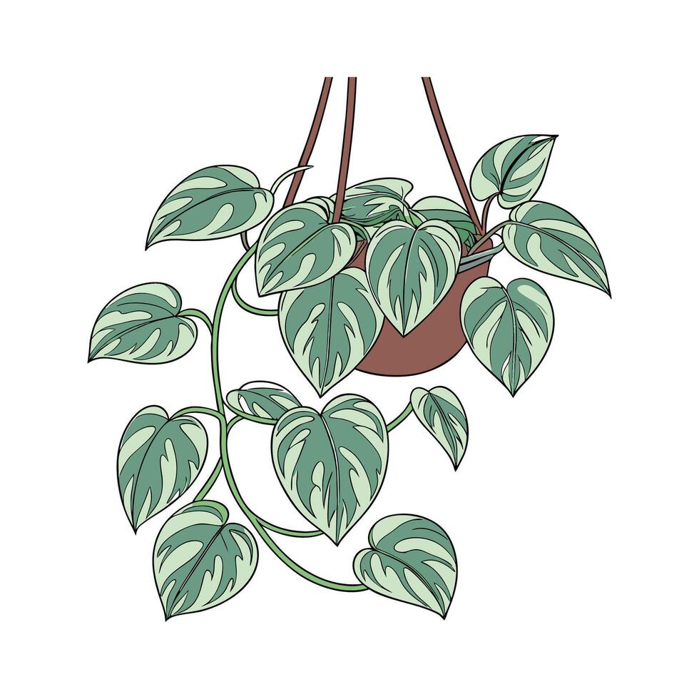 Vibrant Pothos Pearls Displayed on Bright White vector