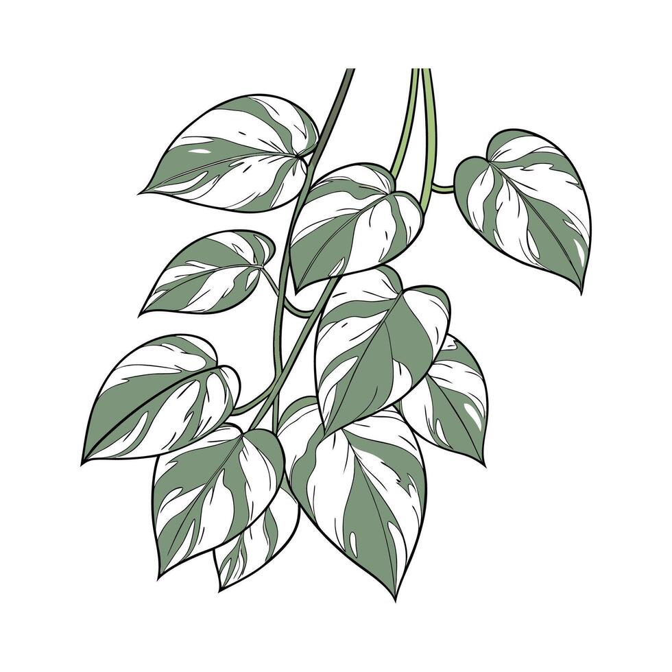 Stunning Snow Queen Pothos on Clean White Background vector