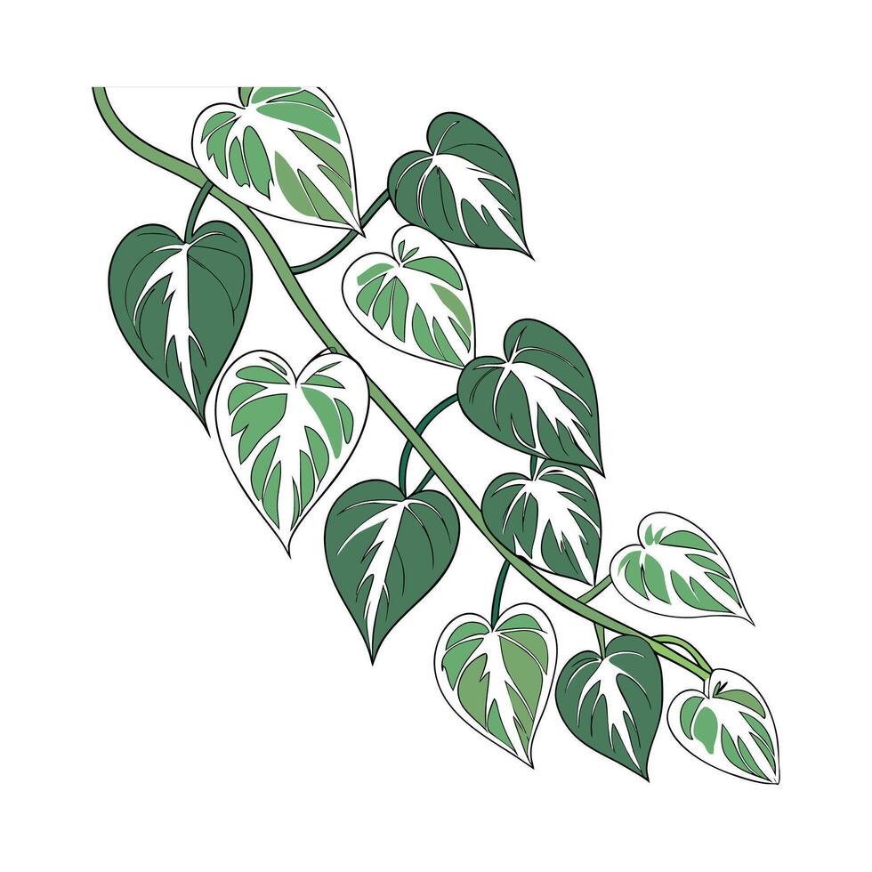 Charming Pothos Pearls on Clean White Surface vector