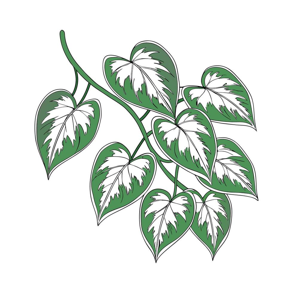 Elegant Pothos Pearls on Bright White Canvas vector