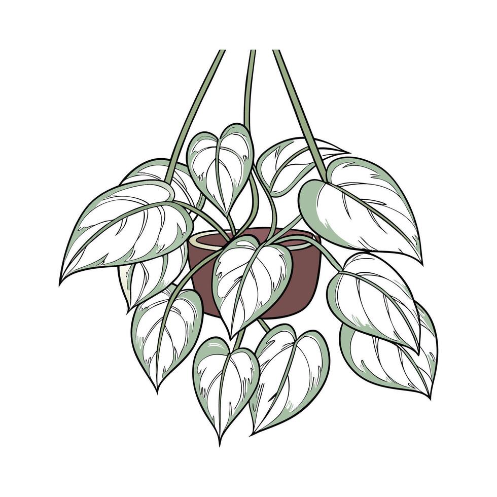 Elegant Snow Queen Pothos Displayed on Bright White vector