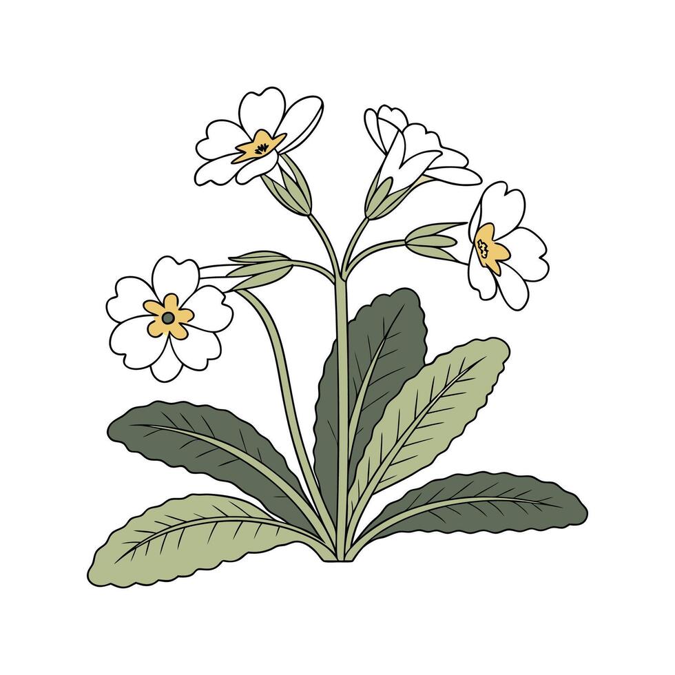 Vibrant Primula Displayed on Bright White vector