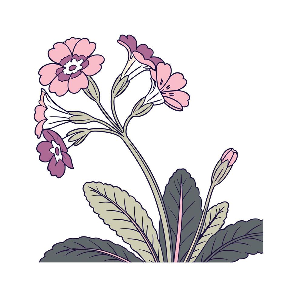 Stunning Primula on Clean White Background vector