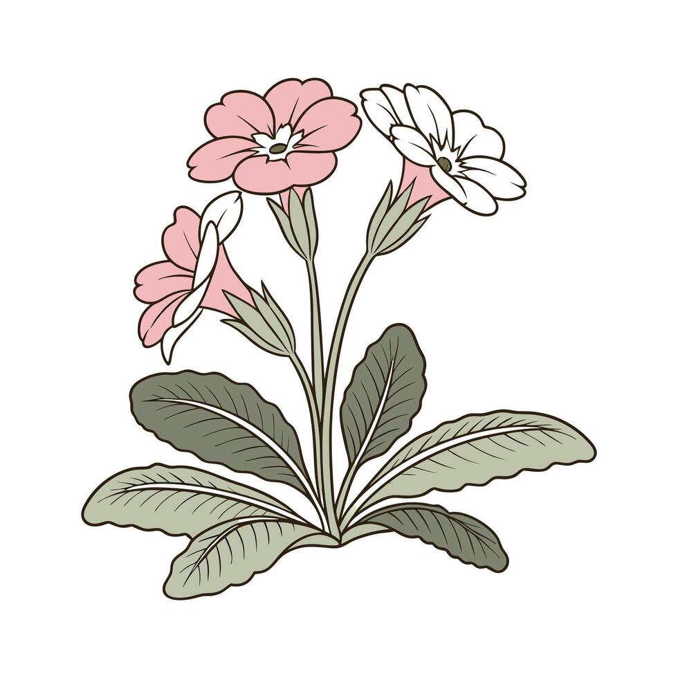 Elegant Primula on Bright White Canvas vector