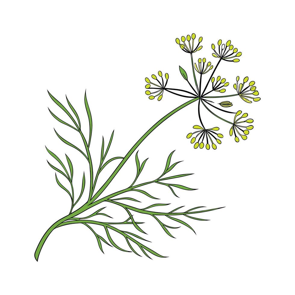 Charming Pseudorhipsalis Displayed on Bright White vector
