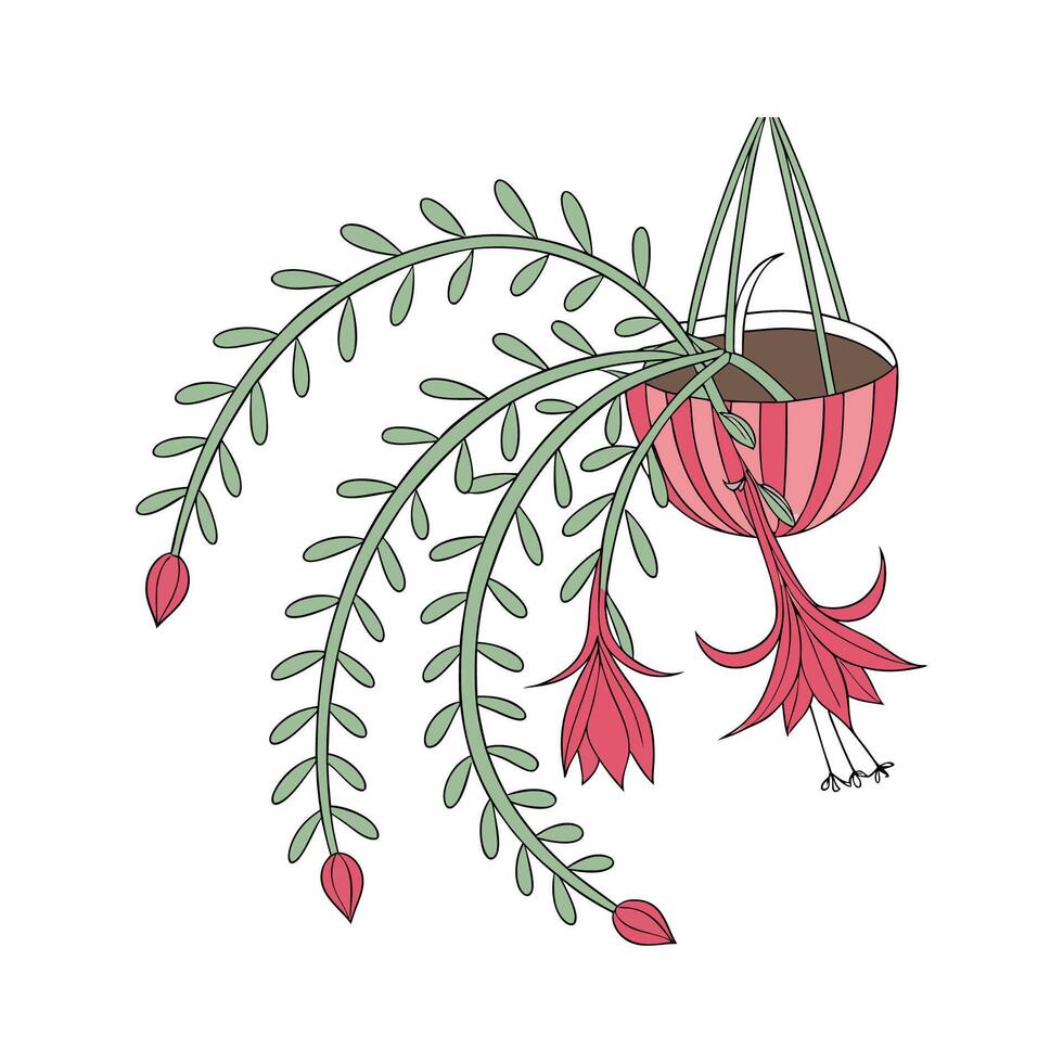 Elegant Pseudorhipsalis on Clean White Surface vector