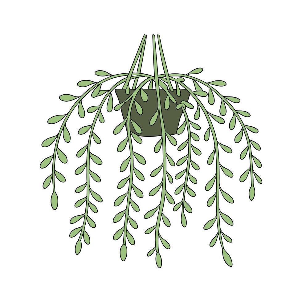 Lush Pseudorhipsalis on Bright White Surface vector