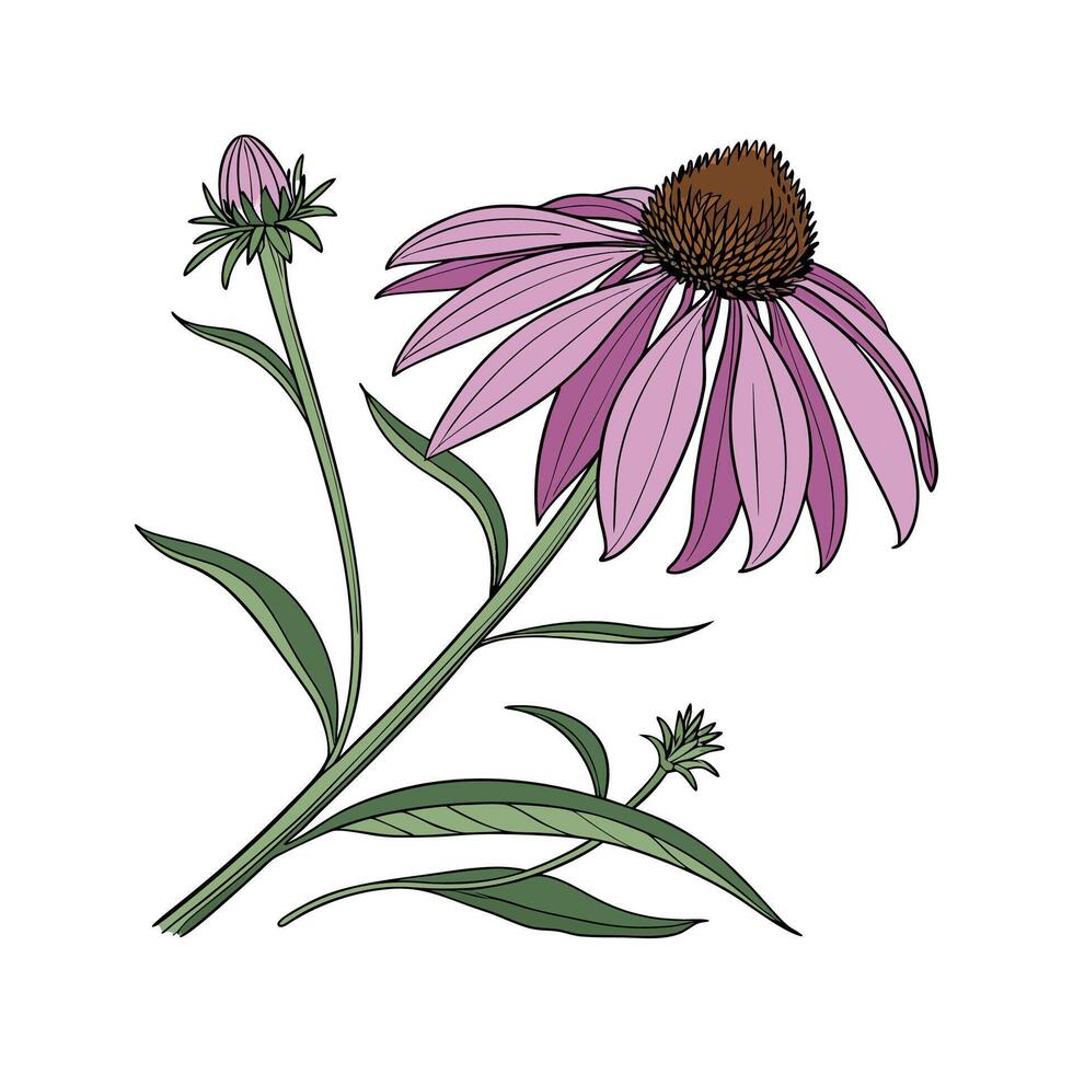 Stunning Purple Coneflower on Clean White Background vector