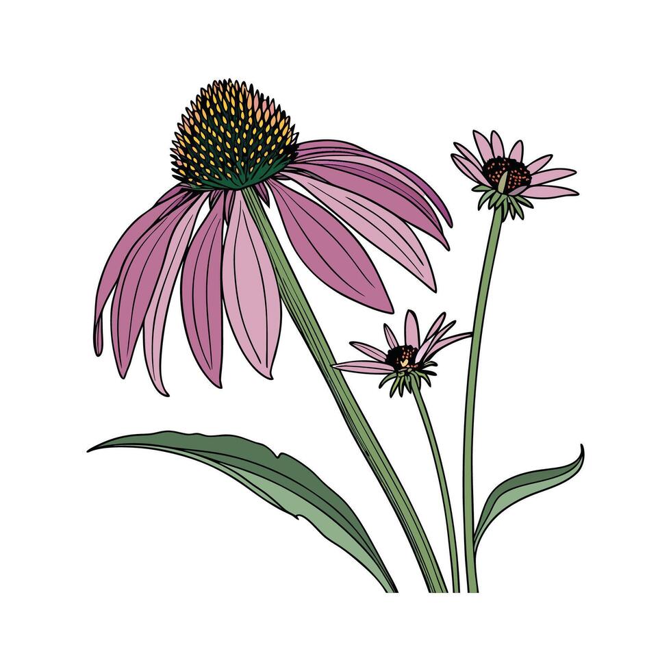 Charming Purple Coneflower on Bright White Canvas vector