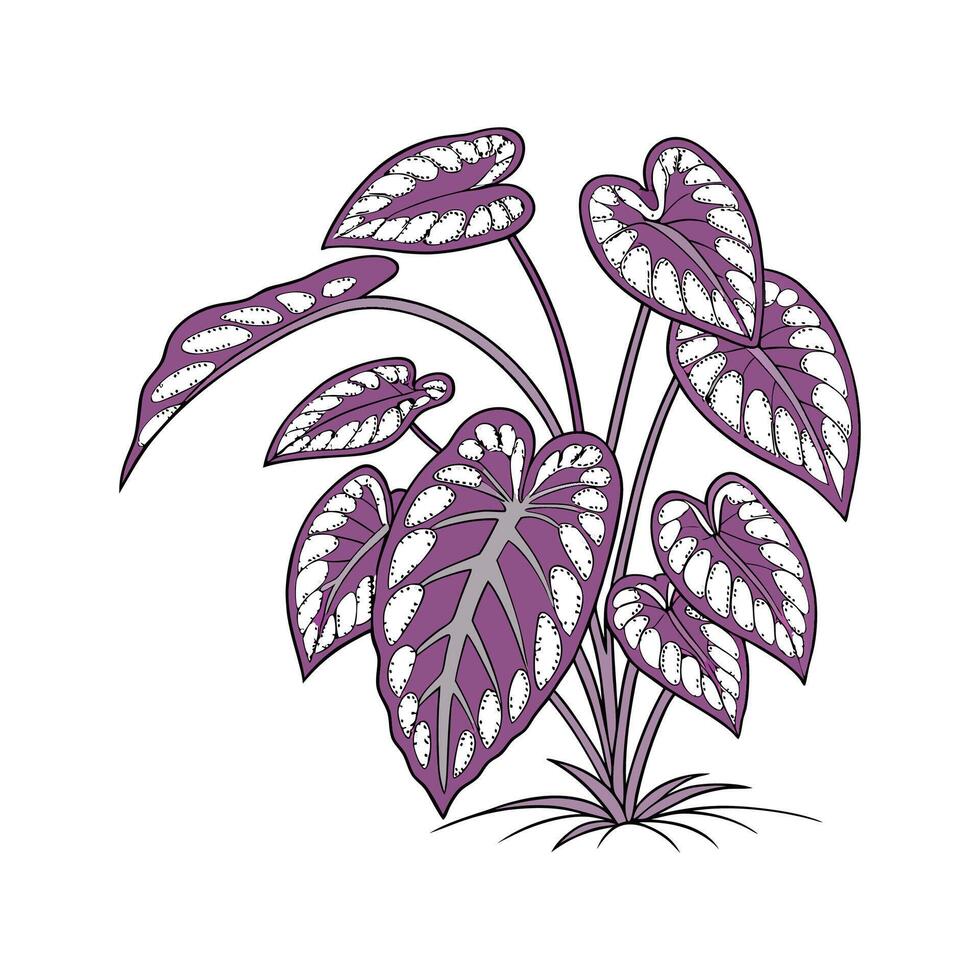 Vibrant Purple Heart Plant Displayed on Bright White vector